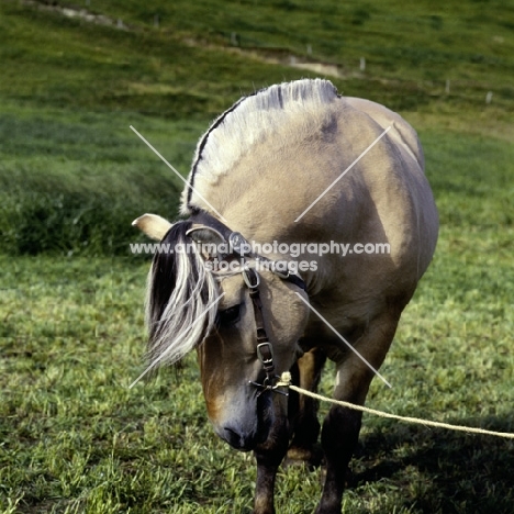 maihelten 1692, fjord pony stallion showing mane, in Norway 