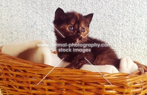 tortoiseshell kitten in a basket