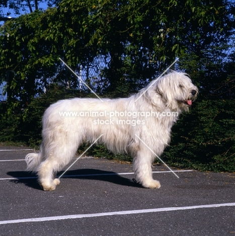 omar nortonia, south russian sheepdog outside a show