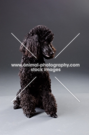 black miniature Poodle looking down on grey background
