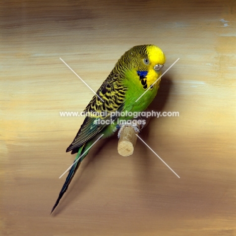 green, yellow budgerigar on perch