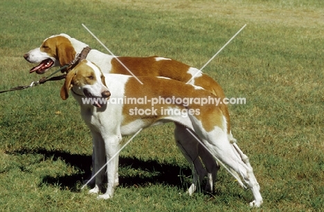 Francais blanc et orange (aka French White and Orange Hound)