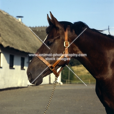 Palalganda, head shot of Danish Warmblood,Sporthorse