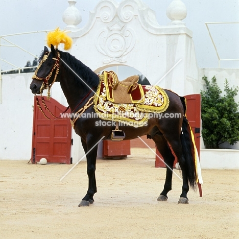 lusitano dressed for bull fight, caparisoned for the corrida, 