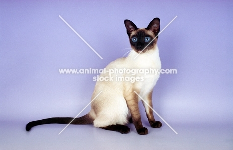 seal point traditional old style Siamese cat sitting on purple background