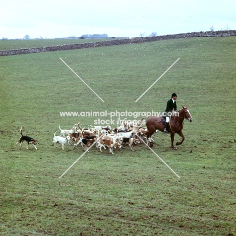 foxhounds of the heythrop hunt,  with huntsman 