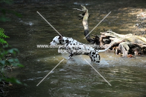 Dalmatian running through river