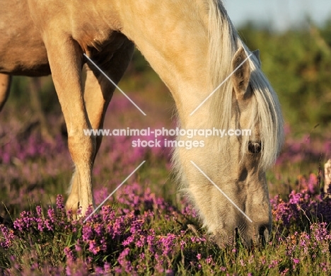 wild pony from the new forest