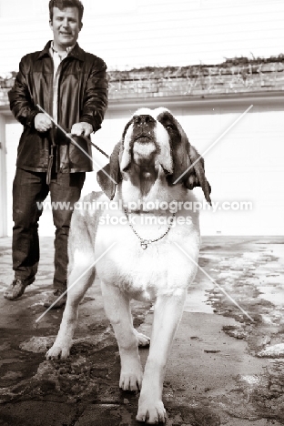 Man trying to reign in his Saint Bernard