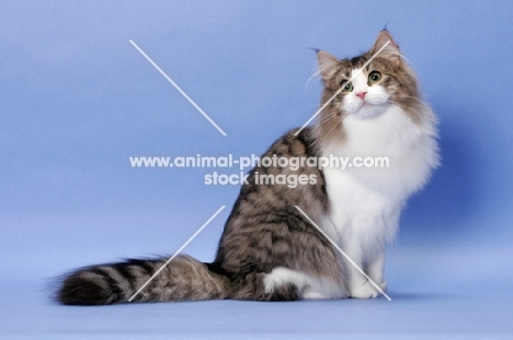 Brown Mackerel Tabby & White Norwegian Forest Cat
