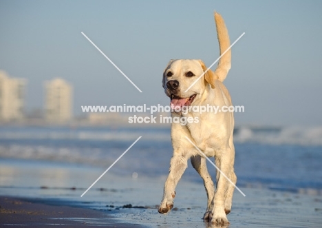 cream Labrador Retriever running on beach