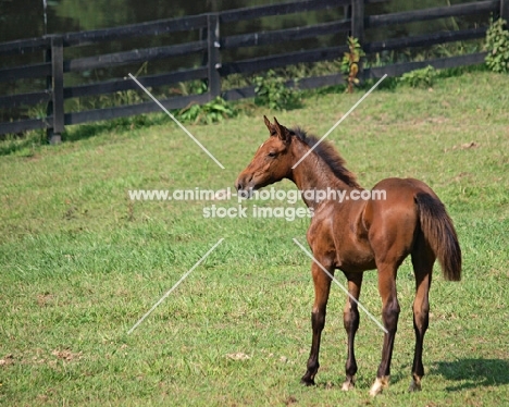 Holstein foal in field