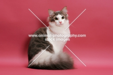 Norwegian Forest  Cat sitting on pink background, blue classic tabby & white colour