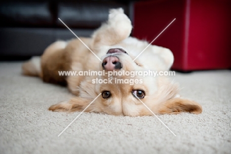 corgi mix upside down