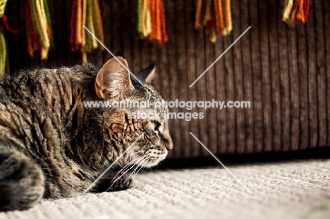 Cat laying on carpet