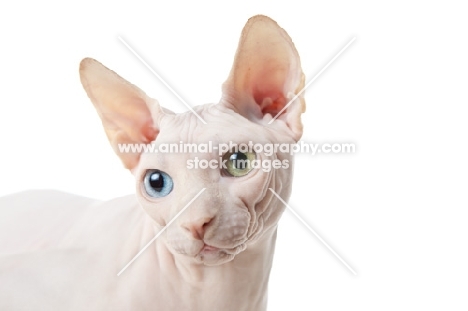 Odd eyed Sphynx looking down