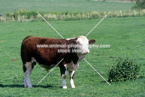simmental bull standing in field