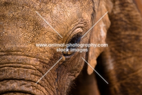 Close up of Baby Elephants face and eye in Nairobi, Kenya.