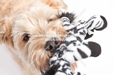 Wheaten Terrier tugging it's Zebra toy