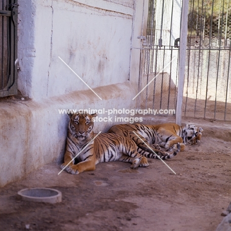 two tigers in khartoum zoo
