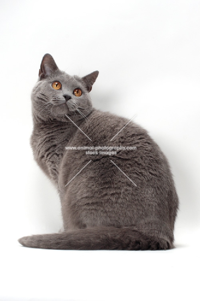 Chartreux sitting on white background, back view