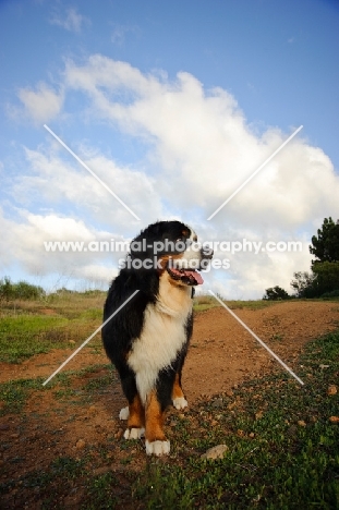 Bernese Mountain Dog (aka Berner Sennenhund)