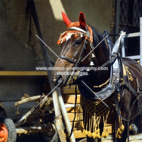 Einsiedler in harness with full gear