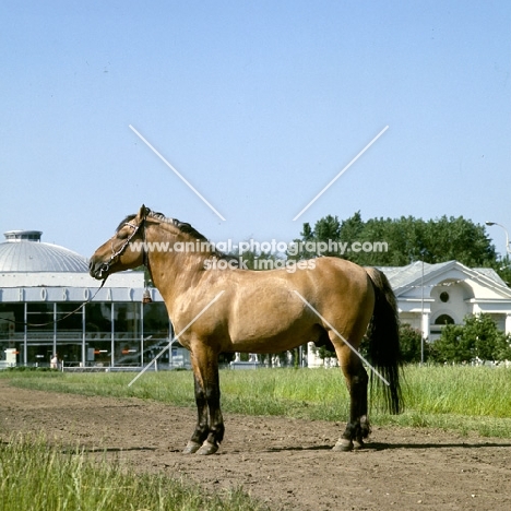 viatka pony at moscow exhibition of economic achievement, eyes are shut with ears back