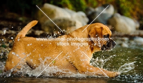 Puggle running into water