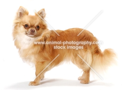 red longhaired Chihuahua, side view