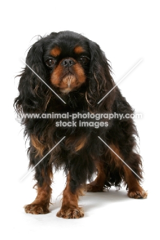 Champion King Charles Spaniel in studio