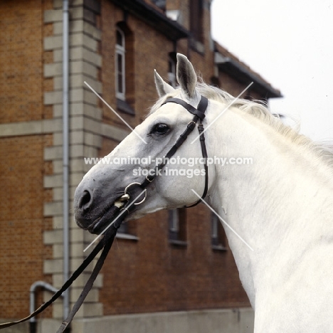 Duktus head and shoulders of Hanoverian at Celle