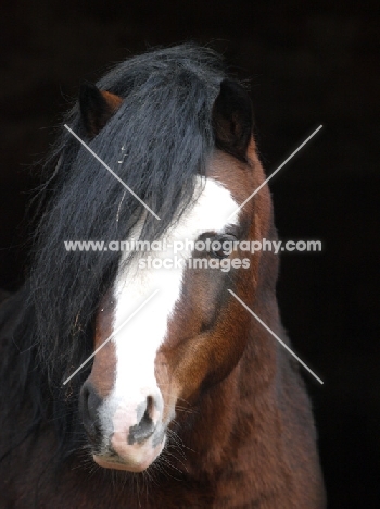 Welsh Mountain Pony (Section A) portrait