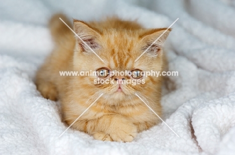 Exotic ginger kitten laid on a textured blanket