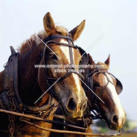 two amish horses