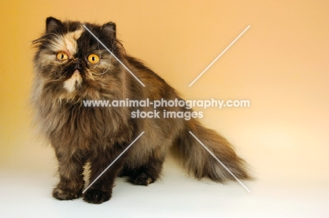 tortoiseshell persian cat on beige background