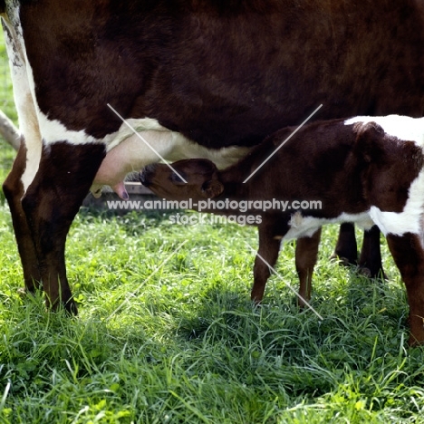 gloucester calf drinking from mother