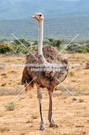 Ostrich standing