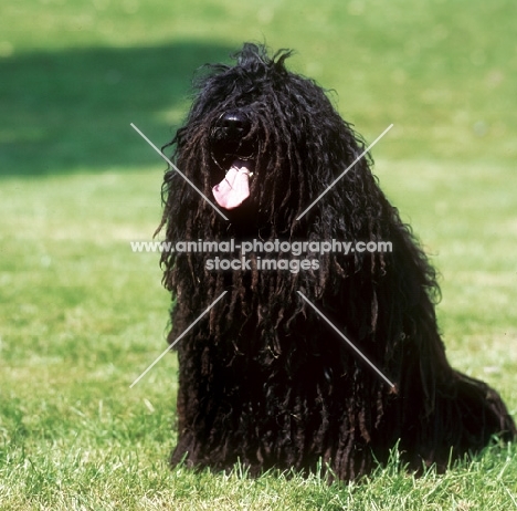 Puli sitting on grass