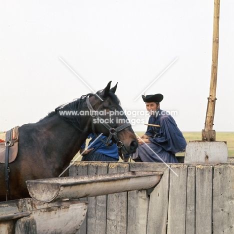 Hungarian Horse with csikó at well, water crane, and trough on Hortobagyi Puszta