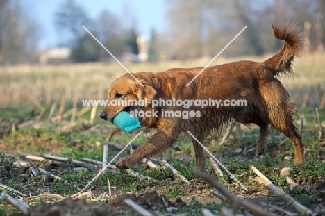 Golden retriever running with dummy