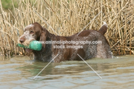 Italian Spinone with dummy
