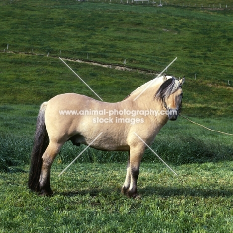 Maihelten 1692, Fjord Pony in Norway