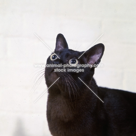american brown burmese cat, gr ch kittrick’s gung ho of silkwood, looking up