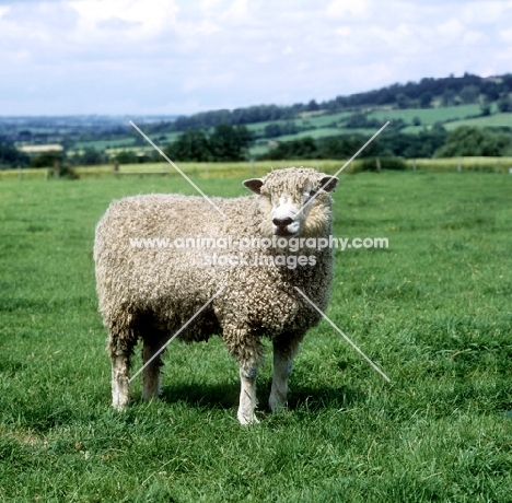 cotswold ram standing in a field