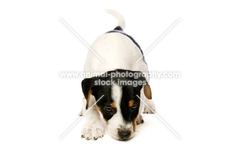 Jack Russell puppy sniffing