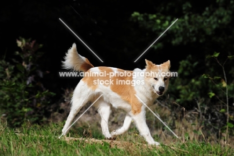 Thai Bangkaew dog walking looking at camera