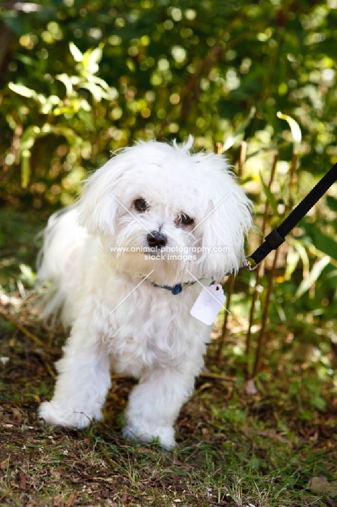 Maltese on lead