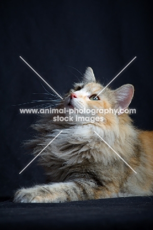 Portrait of champion Kronangens Lucia looking up, studio shot with black background