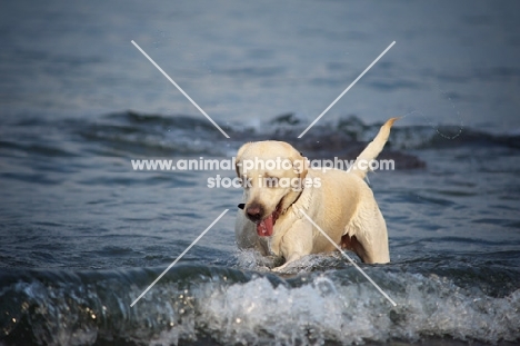 cream labrador retriever playing with waves in a lake